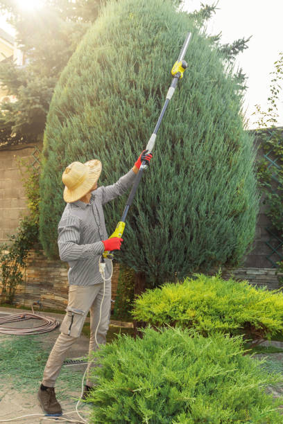 Best Tree Removal Services  in Greenfield, MN